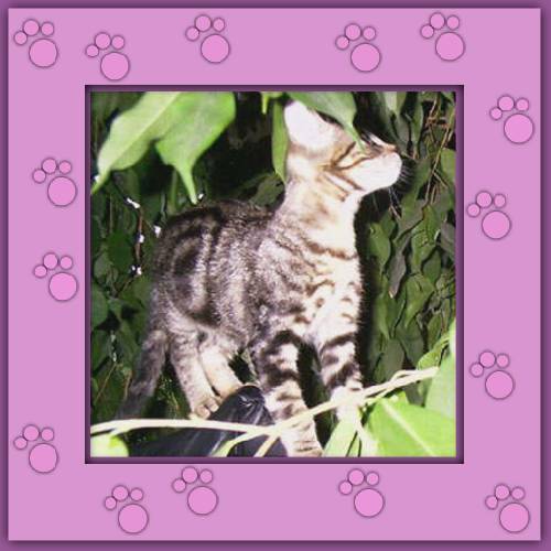 Filou