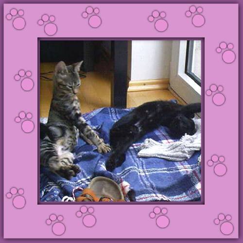Luna & Filou