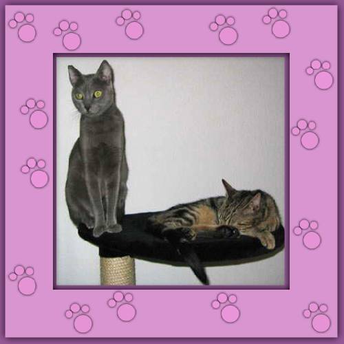 Luna & Meo