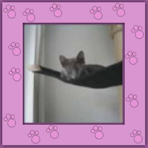 Timo