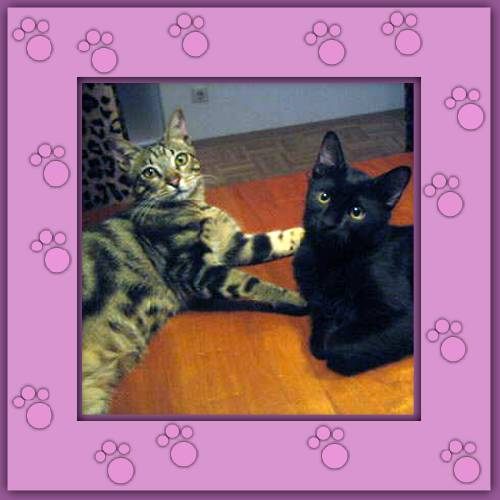 Meo & Pepe