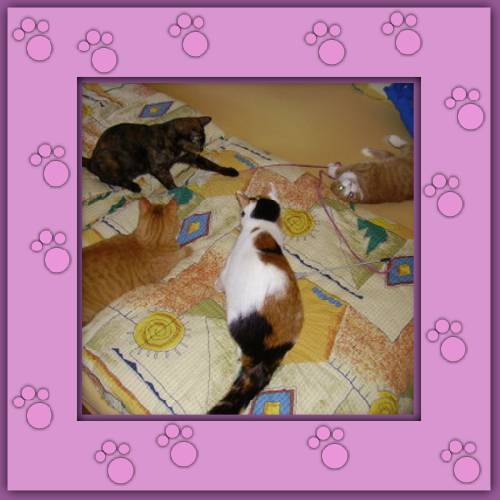 Maili, Maja & Millie