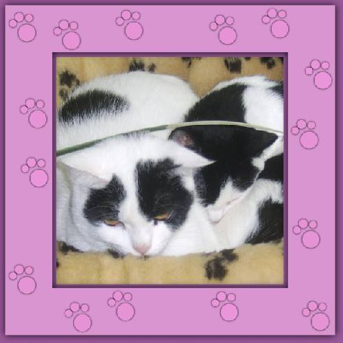 Manchita & Nelly