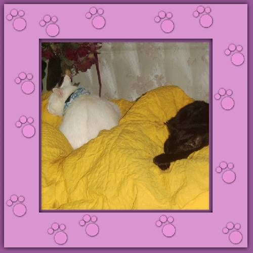 Manchita & Nelly