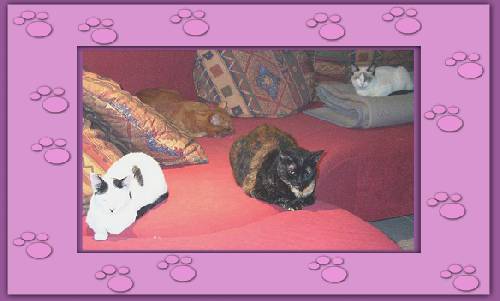 Merlin, Naomi, Mona & Lisa