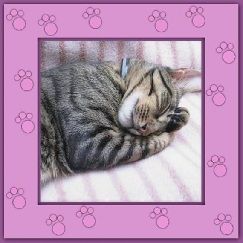 Miezi 