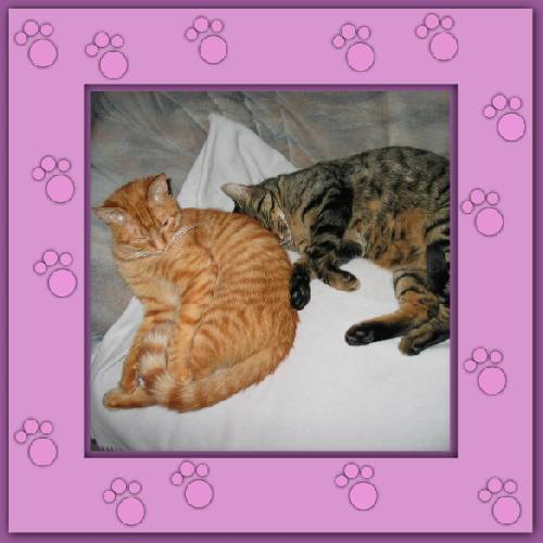 Miezi & Teddy