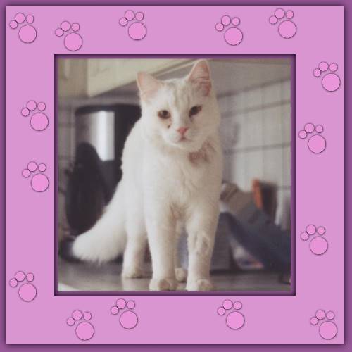 Miko
