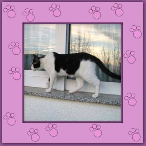 Milou