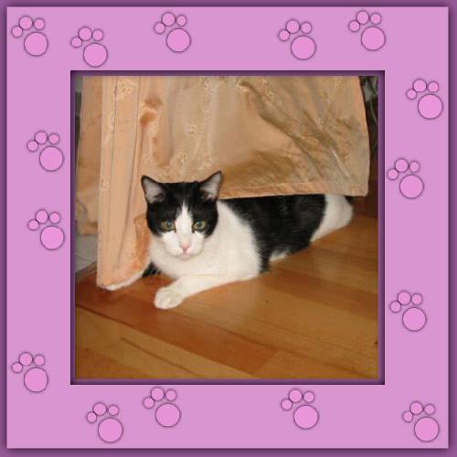 Milou