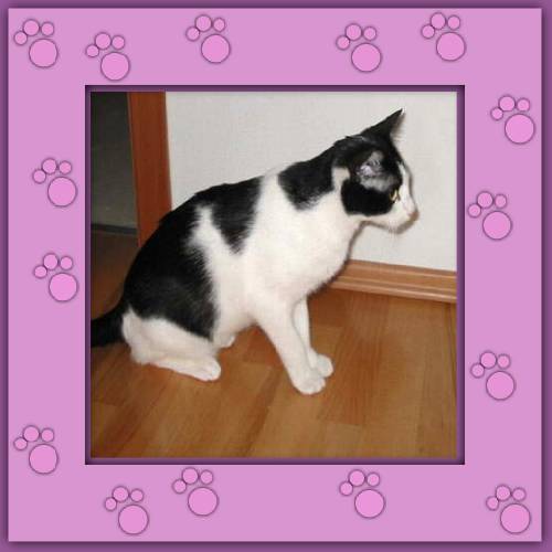 Milou