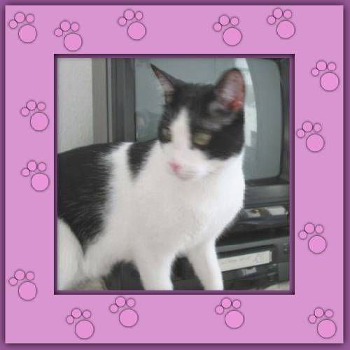 Milou