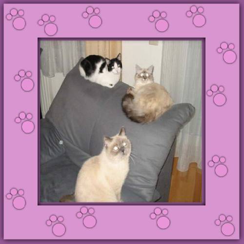 Milou