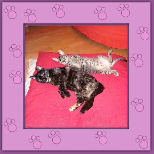 Mimi & Chico