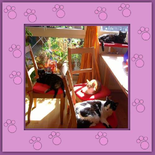 Mimi, Chico, Quitschi & Rubi