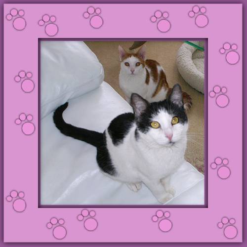 Minou & Janosch