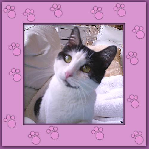 Minou
