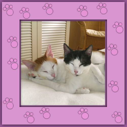 Minou & Janosch
