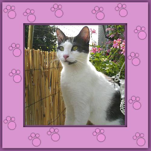 Minou