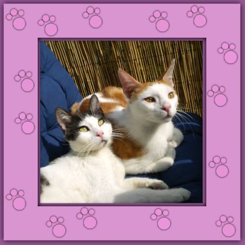 Minou & Janosch
