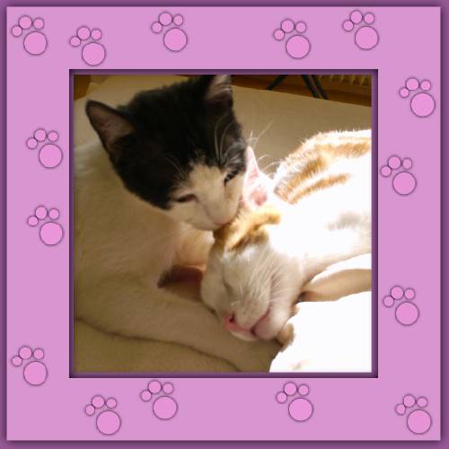 Mimou & Janosch