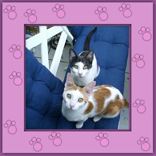 Minou & Janosch