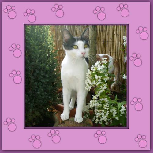 Minou & Janosch