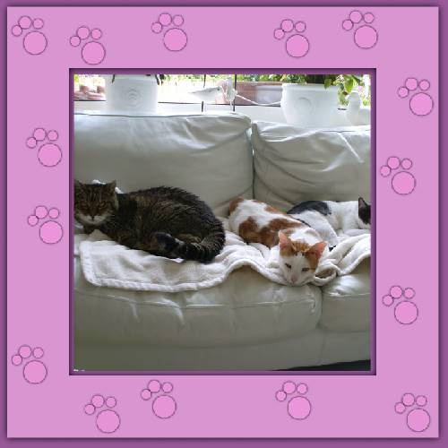 Minou & Janosch
