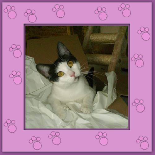 Minou