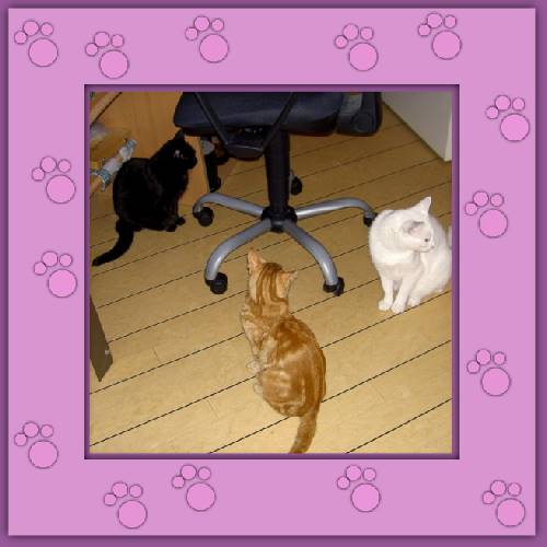 Miro, Kieran & Shari