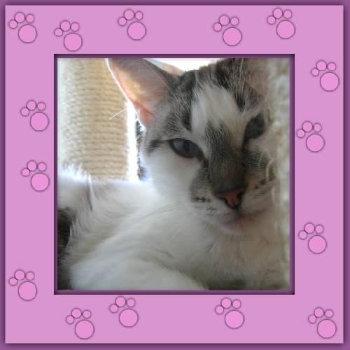 Misha