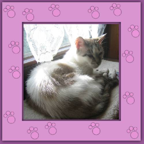 Misha