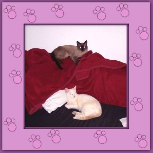 Mogli & Balu
