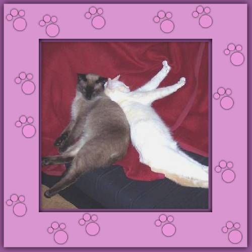Mogli & Balu