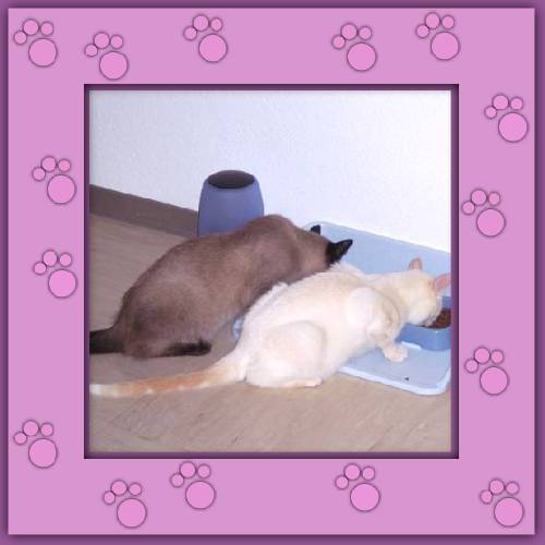 Mogli & Balu