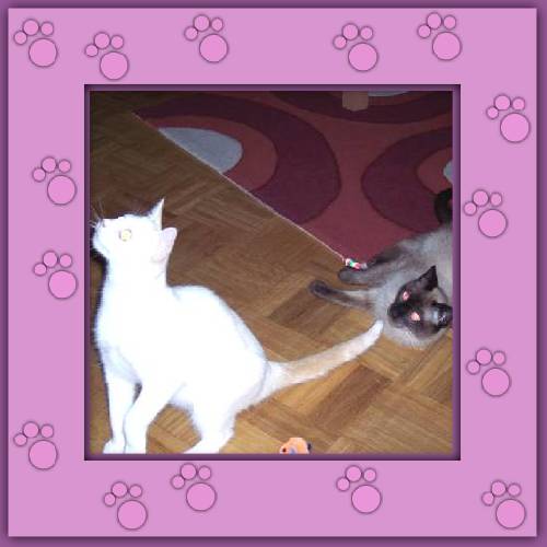 Mogli & Balu