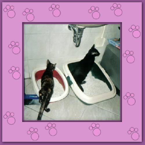 Nec & Trinie 