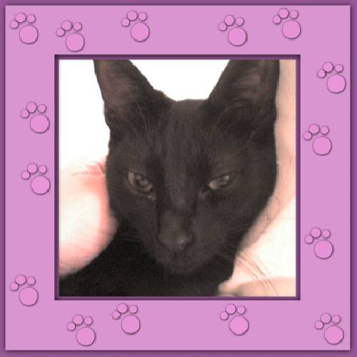 Negrita