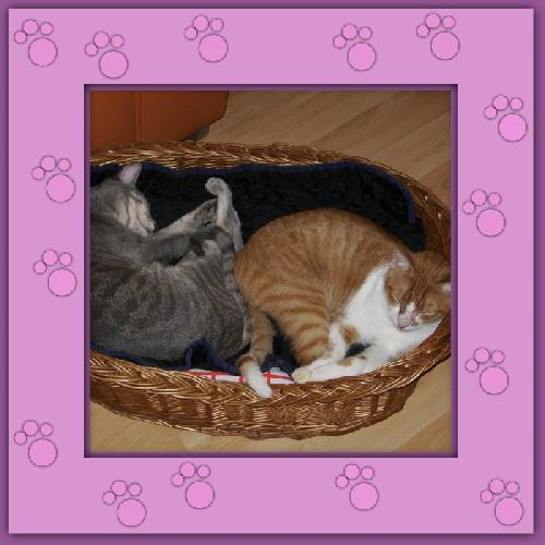 Nino & Chico