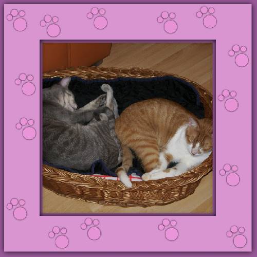 Nino & Chico