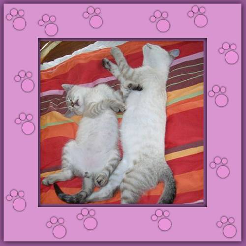 Nube & Osito