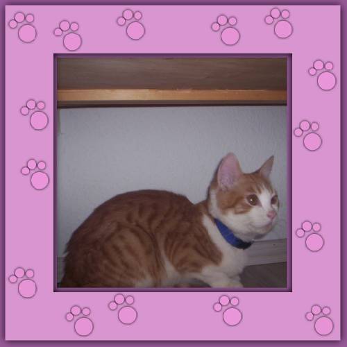 Paquito