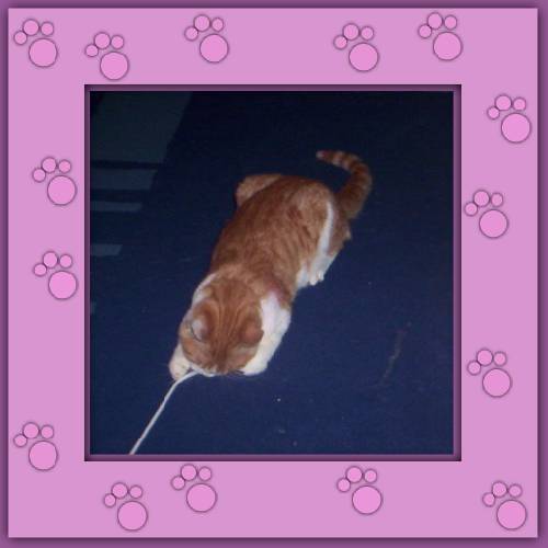 Paquito
