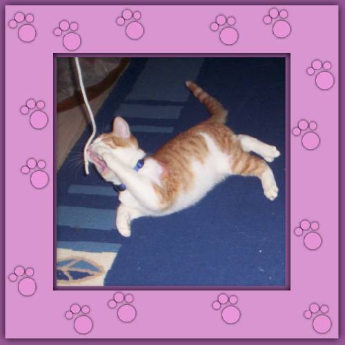 Paquito