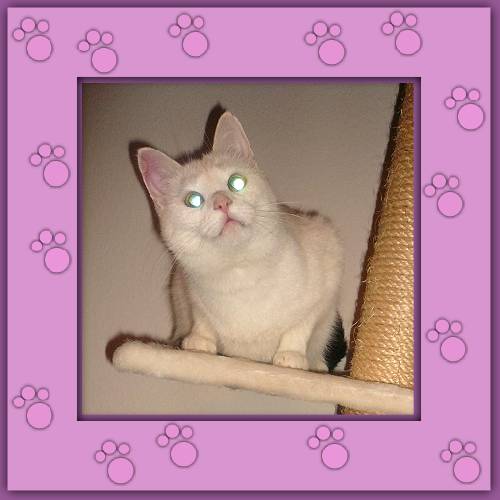 Pimienta