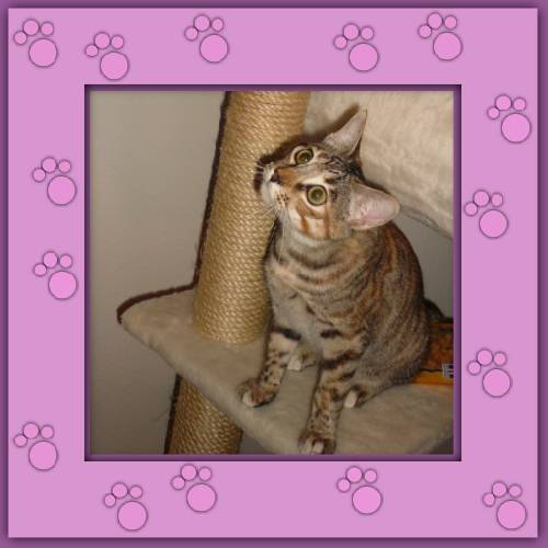 Pimienta