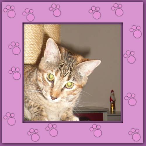 Pimienta