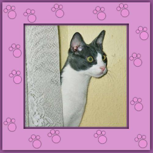 Cesar