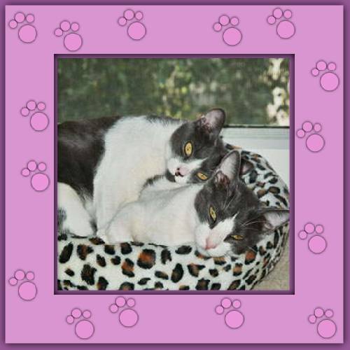 Cleo & Cesar