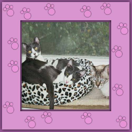 Princessa, Cleo & Cesar